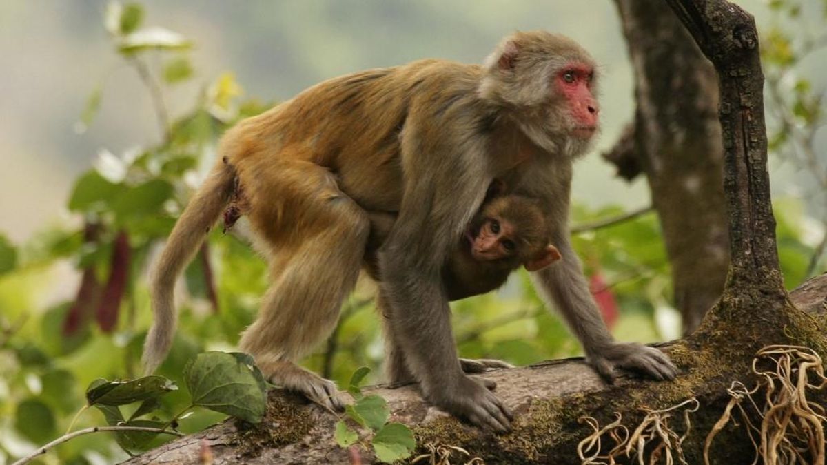 Macacos rhesus, una de las especies utilizadas en la investigación