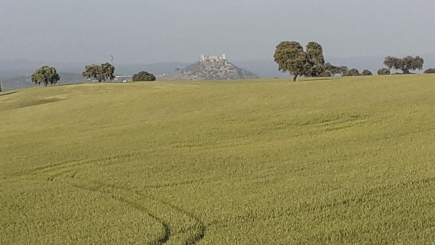 Paraje de encinas con el castillo de Almodóvar del Río al fondo