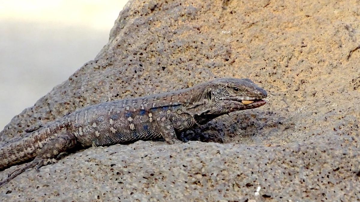 Un estudio releva que el lagarto tizón de Tenerife no solo dispersa semillas, sino que también se las come