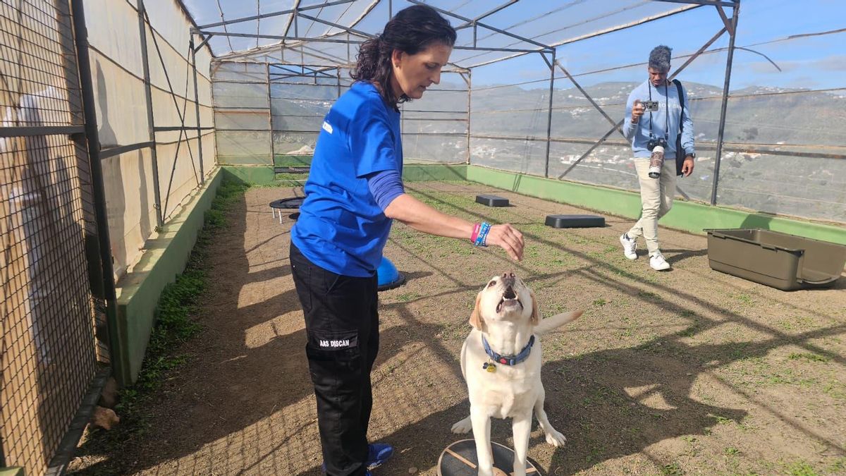 Telde presume de ser la primera ciudad de Europa con un plan de formación para la instrucción de perros de asistencia