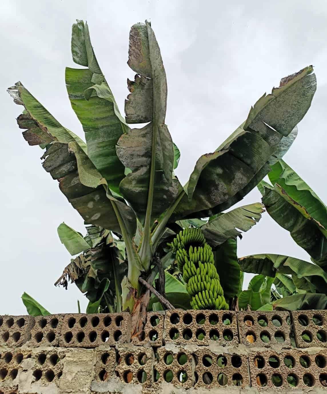 Platanera en una finca de Canarias afectada por una plaga.