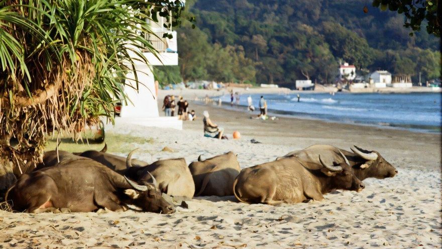 La curiosa mezcla de Hong Kong: un territorio que se mueve entre búfalos asilvestrados y rascacielos