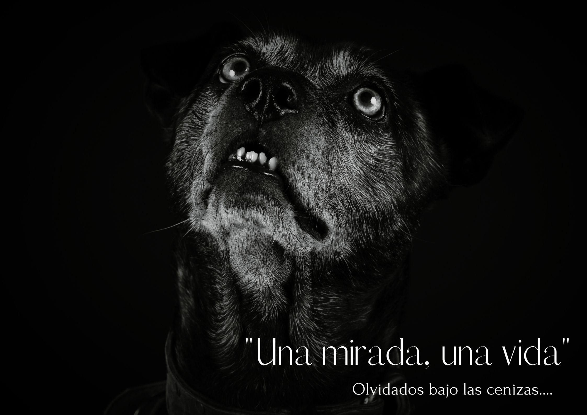 ‘Una mirada una vida’.