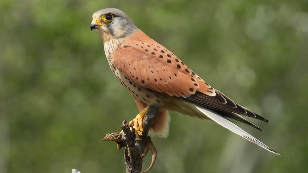 Cernícalo Vulgar. Mari Paz Díaz