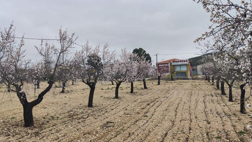 El cultivo del almendro, una buena alternativa al cereal para los jóvenes agricultores de Guadalajara