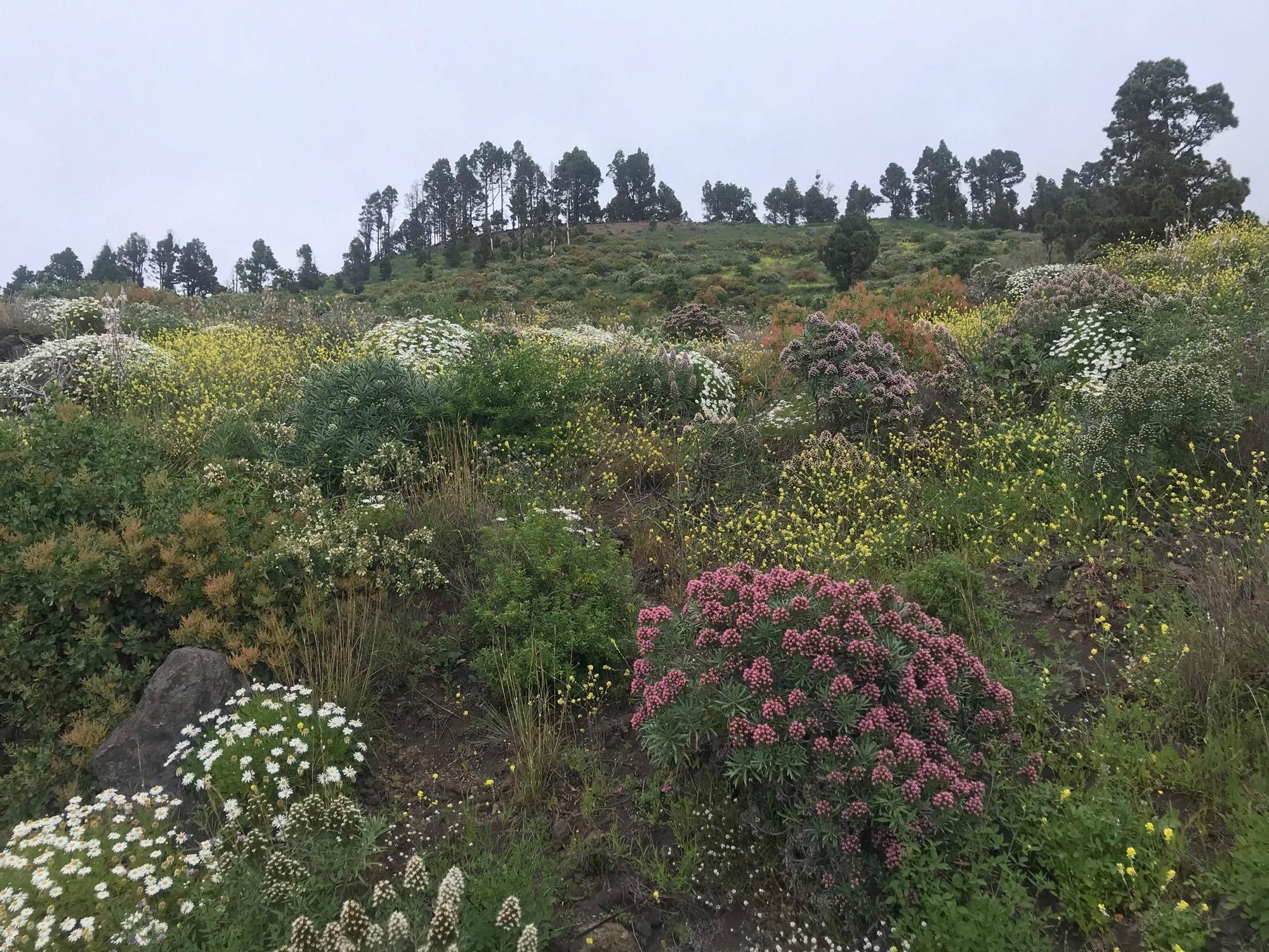 Tajinastes en flor en Fuencaliente. JORGE PAIS