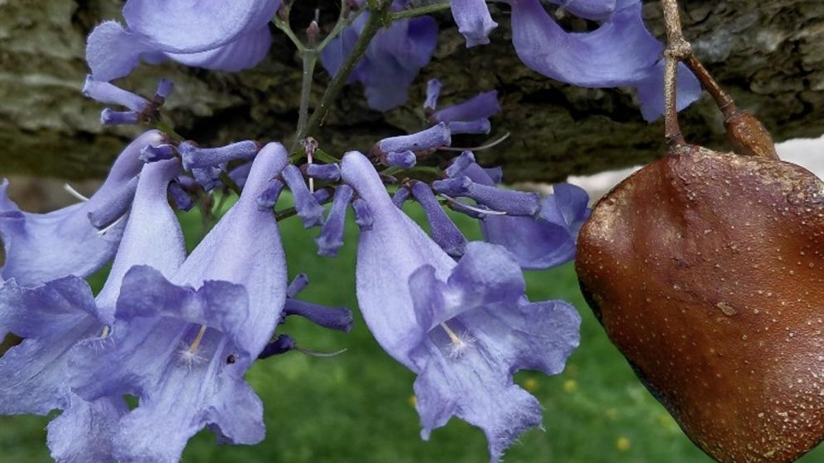 La jacaranda y el Corpus Christi (Jacaranda mimosifolia / Bignoniaceae)