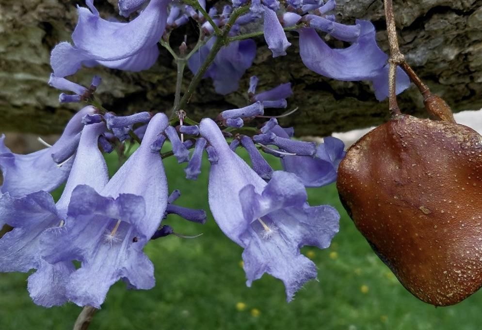 Flor y fruto de la jacaranda. Parque de La Granja, Santa Cruz de Tenerife. Foto: PLPP.