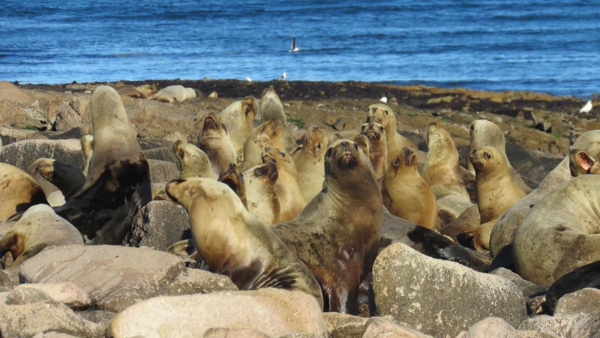 Islote Lobos es un importante apostadero de los lobos marinos. Foto: cortesía Parques Nacionales