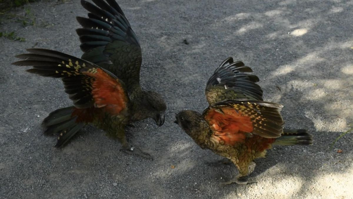 El ave desarrolla un ataque distinto al resto