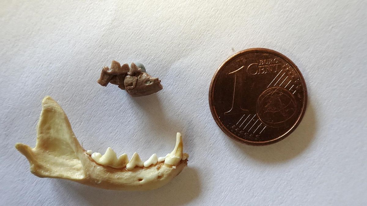 Fósiles hallados en Teruel revelan que el origen de las comadrejas es tres millones de años más antiguo de lo que se pensaba