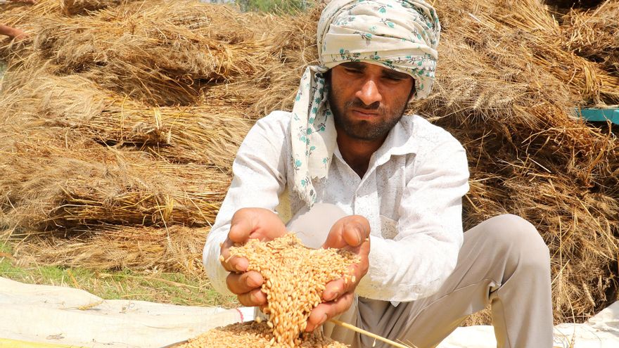 Imagen de archivo de un agricultor trabajando en una cosecha de trigo en la India.EFE/EPA/HARISH TYAGI