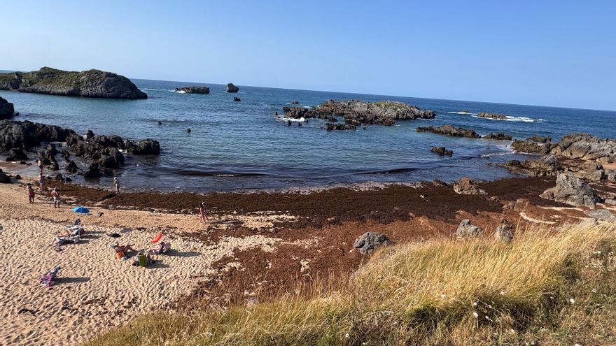 Algas en la playa de Noja.