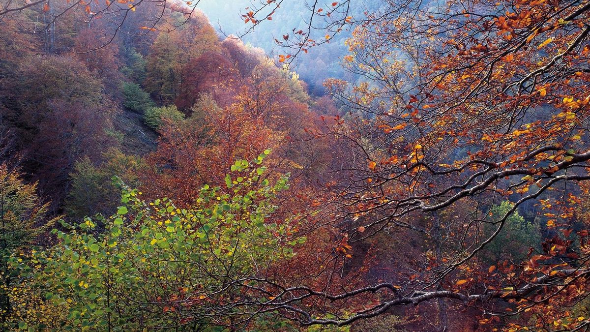 Escena de un bosque otoñal.