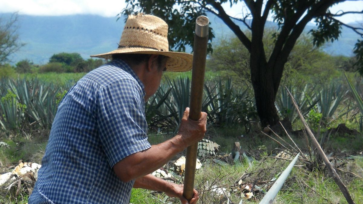 La región de Tequila. 