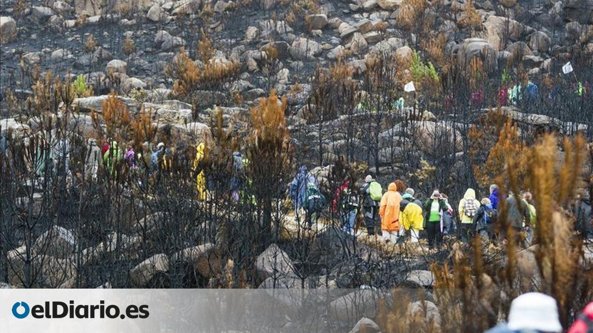 El otro drama de los incendios en Galicia