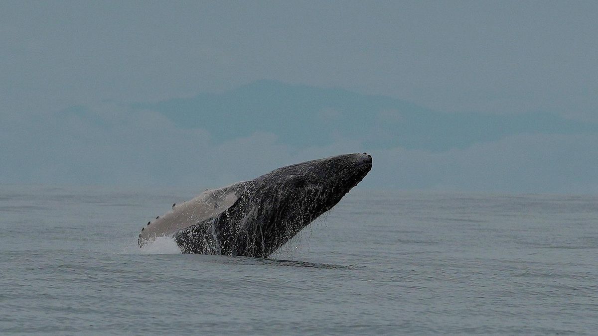 Las ballenas jorobadas mantienen melodías que pasan de generación en generación