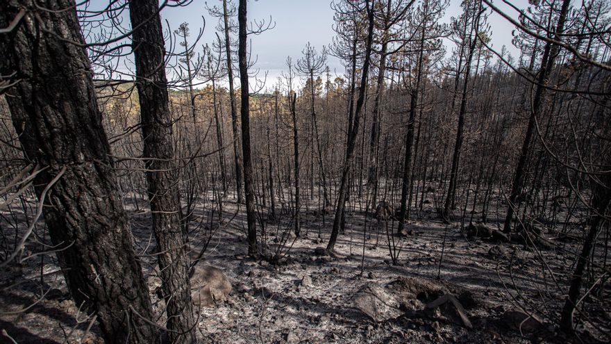 Centenares de pinos afectados por el incendio que se inició este jueves en Tenerife