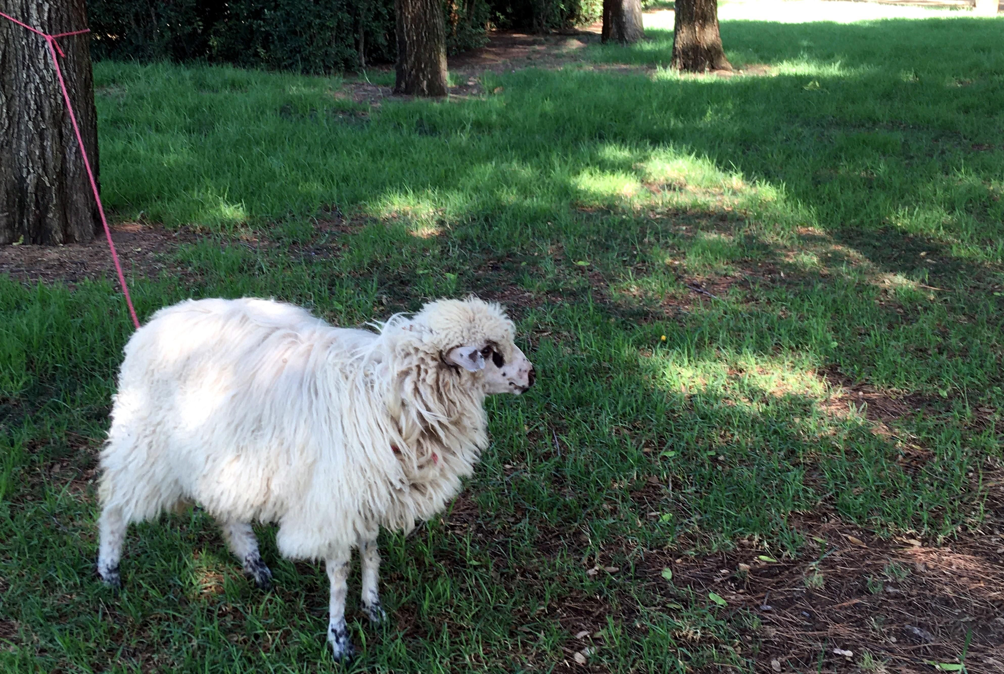 Una de las ovejas, en guardia ante lo más mínimo que le resulta extraño.