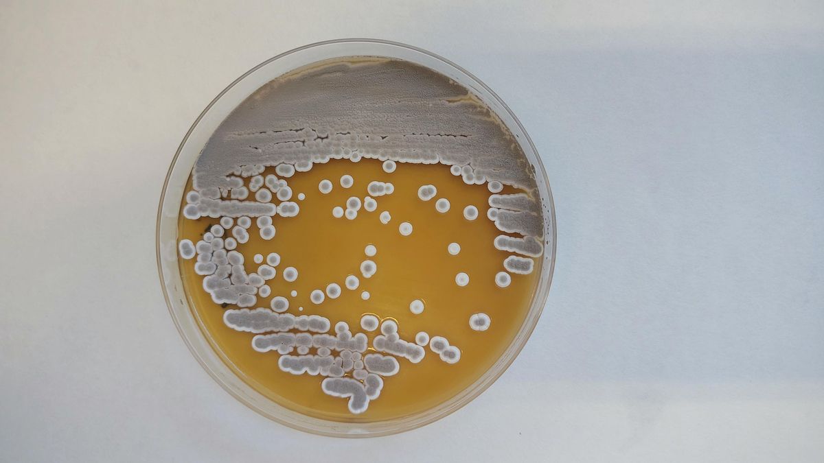 Residuos de la industria papelera o del marisco transformados en fertilizantes o apósitos para las heridas