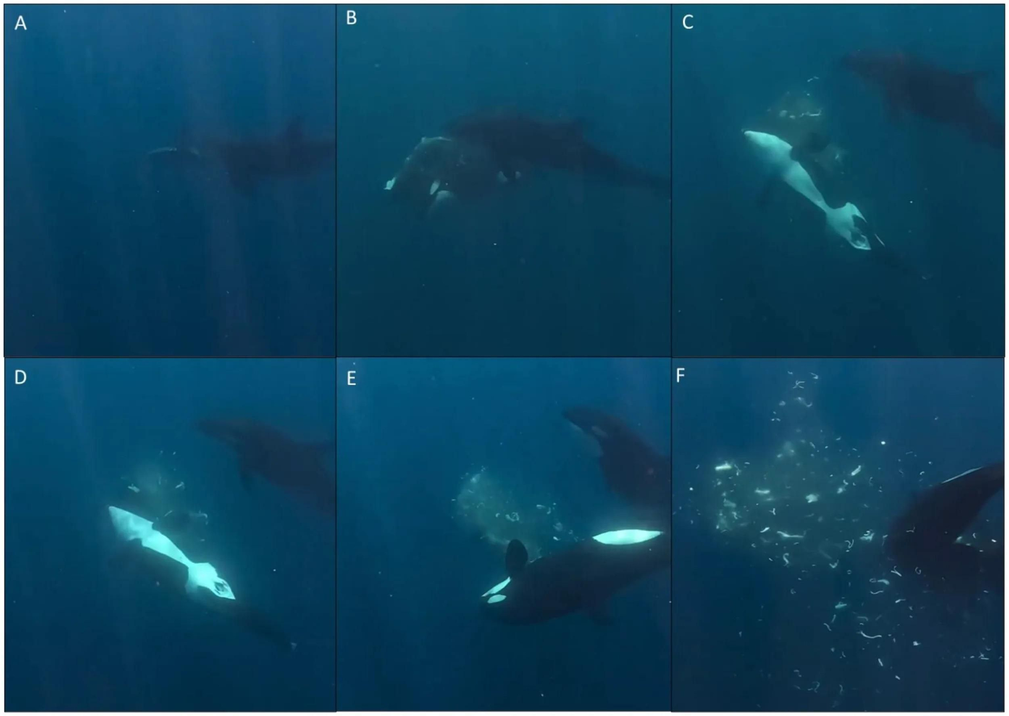 Estrategia de las orcas de embestir y fragmentar el pez luna de cola afilada (Masturus lanceolatus).