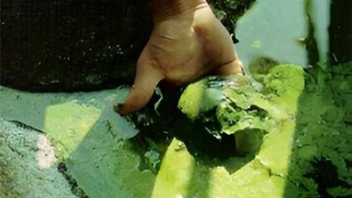 Sondas y satélites para tener a raya en las lagunas de Doñana a un "organismo primitivo" que devora los ecosistemas