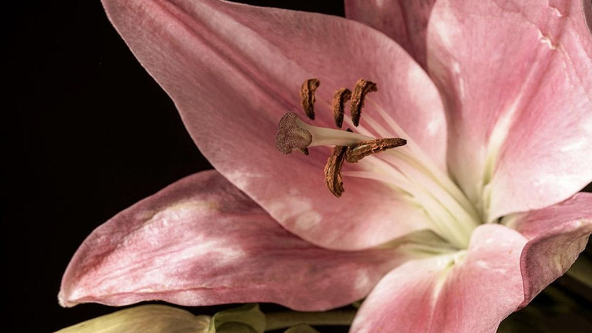 El fotógrafo tinerfeño Pablo Mellino, medalla de plata en los Premios LUX