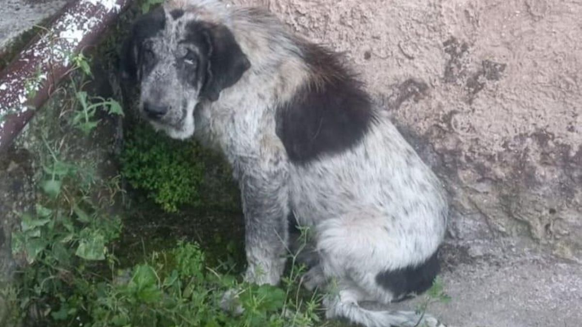 Condenan a un ganadero de La Cavada por desatender a dos mastines, uno de los cuales murió