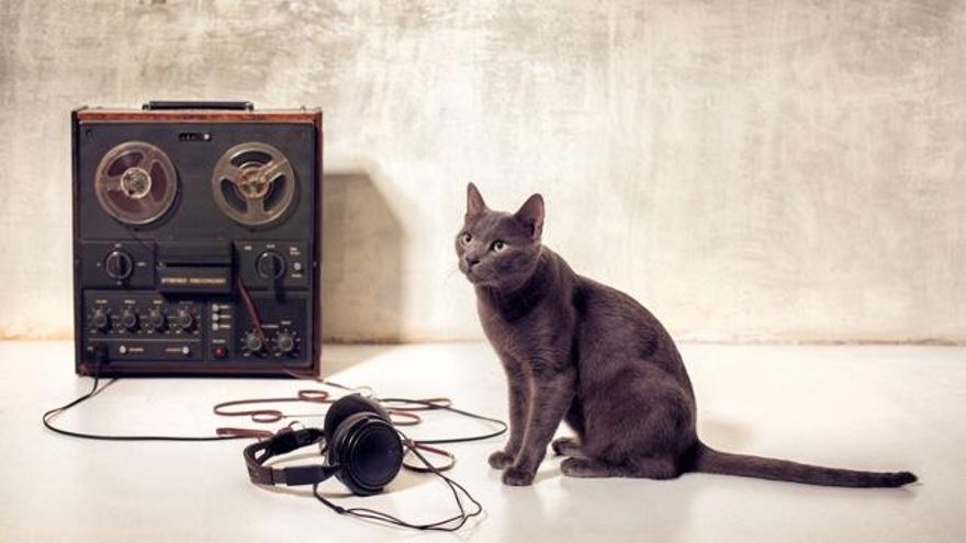 Música para Gatos