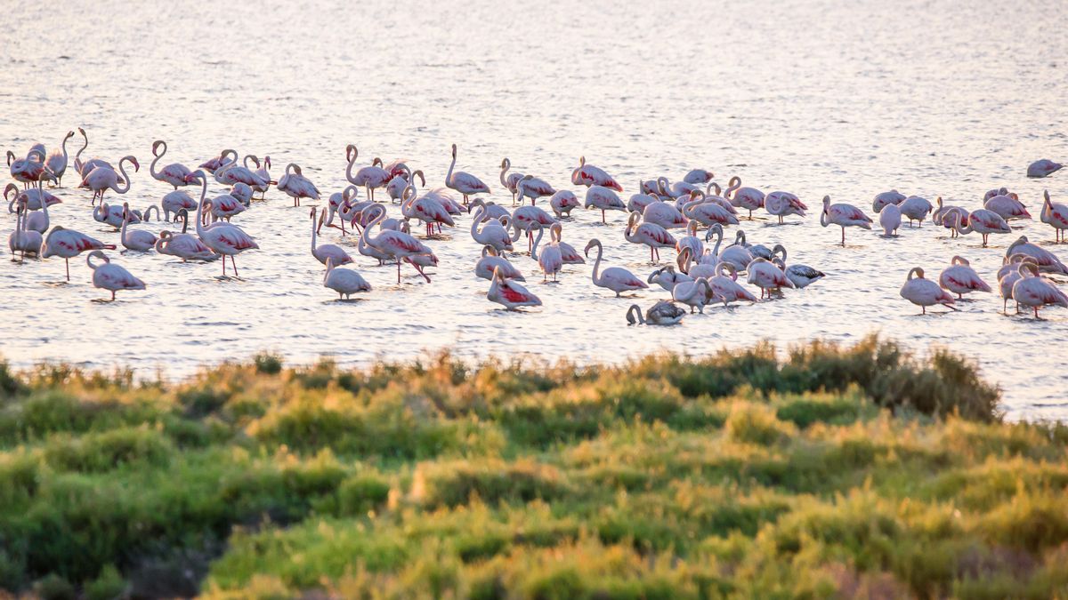 Flamencos en un arrozal del Delta del Ebro