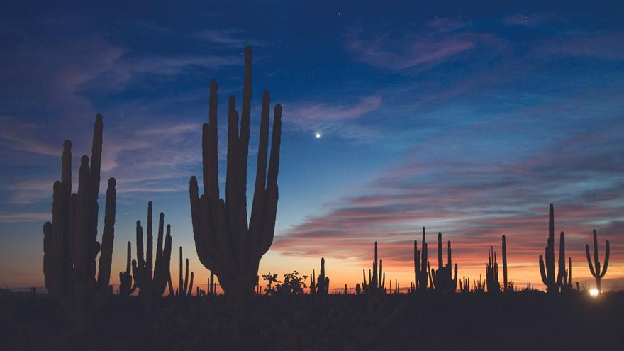 Bosque de los Sahuaros, en Bahia de Kino.