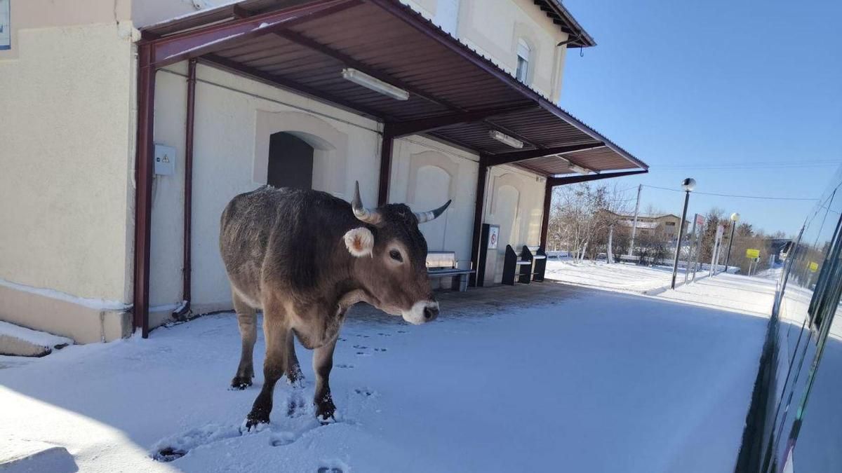 La enésima nevada de 2026 pinta de blanco León