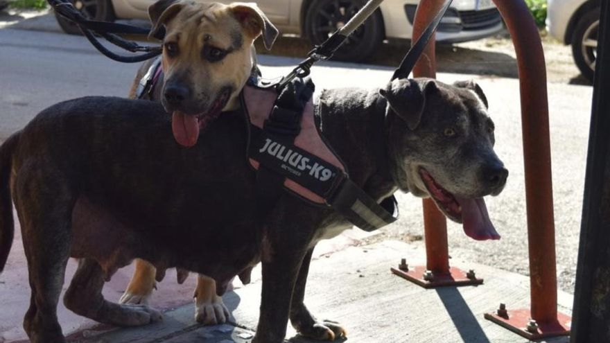 La resistencia de Trece, la perra que no se separa de su hija y que espera junto a ella una oportunidad