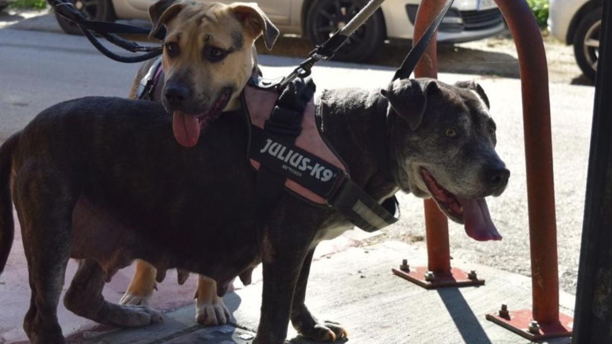 La resistencia de Trece, la perra no se separa de su hija y que espera junto a ella una oportunidad