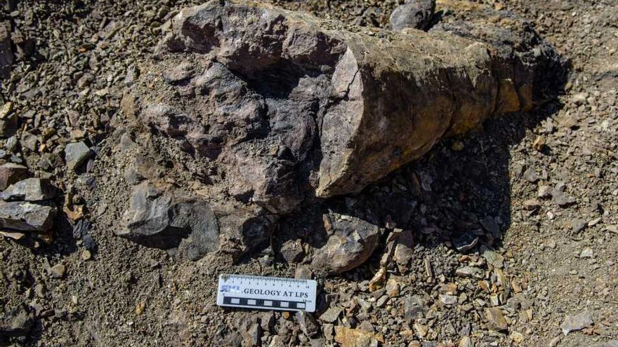 Hallan en China un antiguo oasis de vida en plena extinción masiva del Pérmico