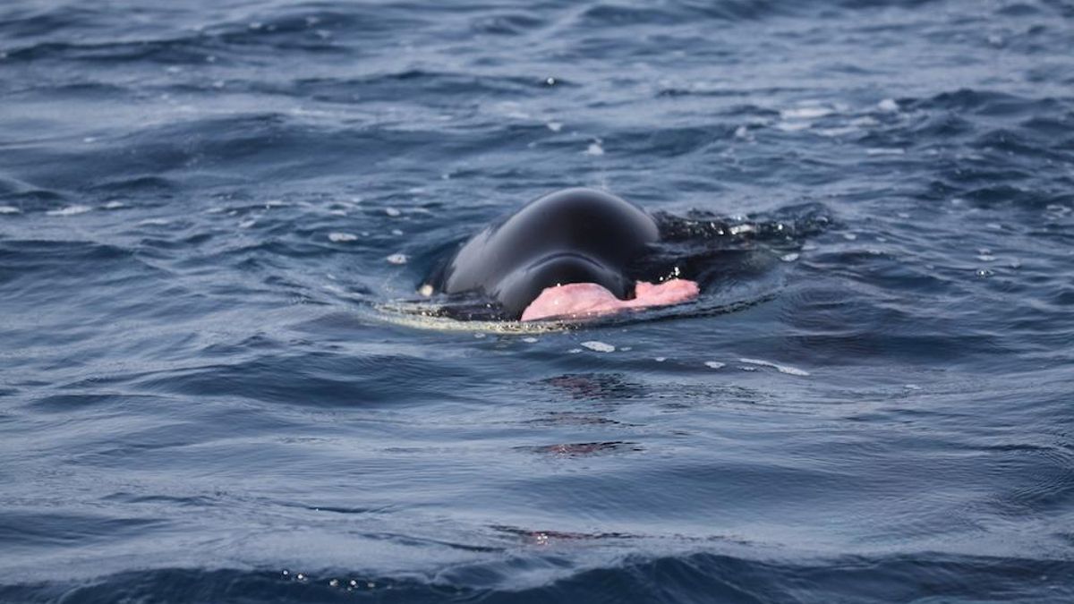 Una cría de orca sostiene entre sus mandíbulas un órgano de un delfín tornillo, durante una cacería que los investigadores registraron el 31 de marzo de 2021 en el Pacífico mexicano. Foto: cortesía Grupo Universitario de Investigación de Mamíferos Marinos (Guimm) de la Facultad de Ciencias Marinas de la Universidad de Colima