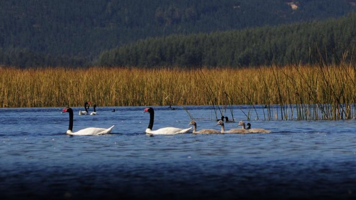 Chile: la influenza aviar está afectando más a cisnes de cuello negro y otras aves de agua dulce