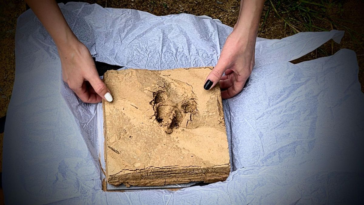 Peces de fang extretes dels voltants de la nau amb les petjades dels gossos de rescat que formen part del projecte Paiporta, Memòria del fang.