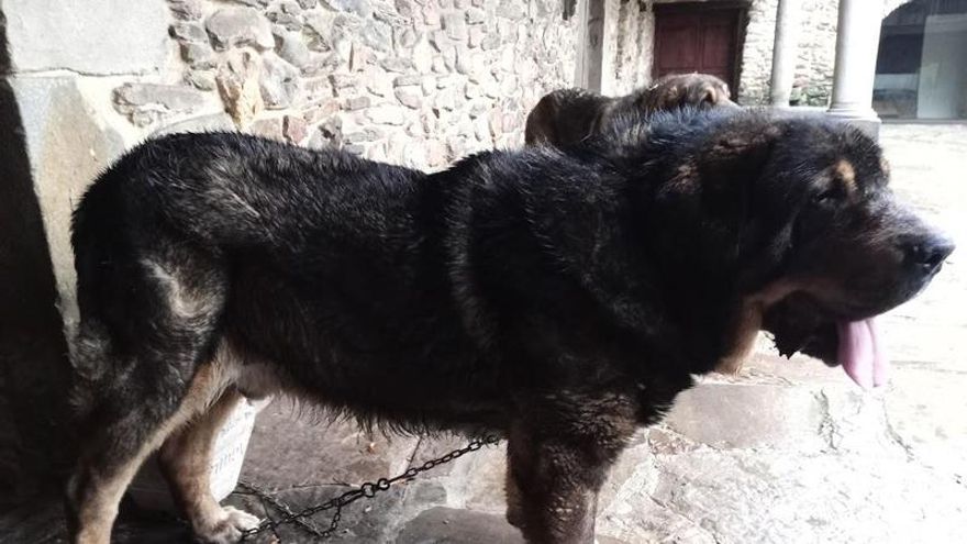 Mastín 'Brío'.