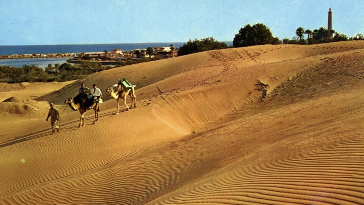 Los camellos en la identidad del paisaje de Gran Canaria
