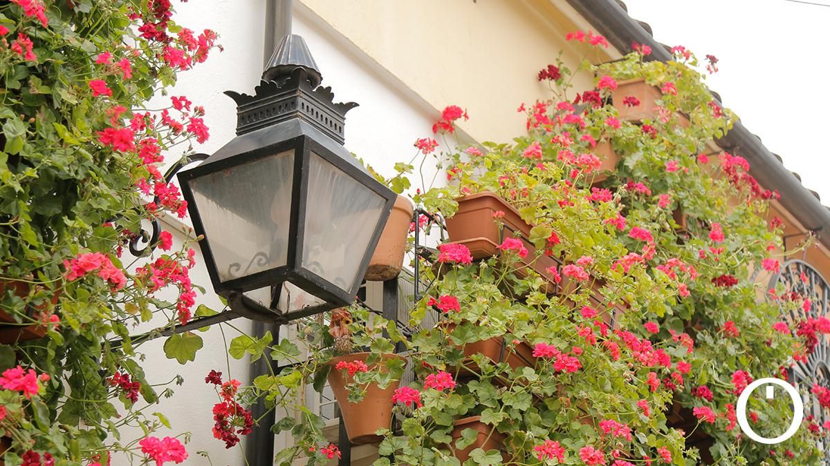 Rejas y Balcones en la C/ Manuel Soro Tinte, 3
