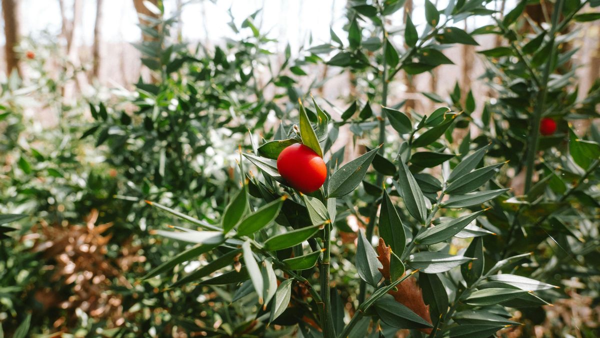 El rusco o 'Ruscus aculeatus'.