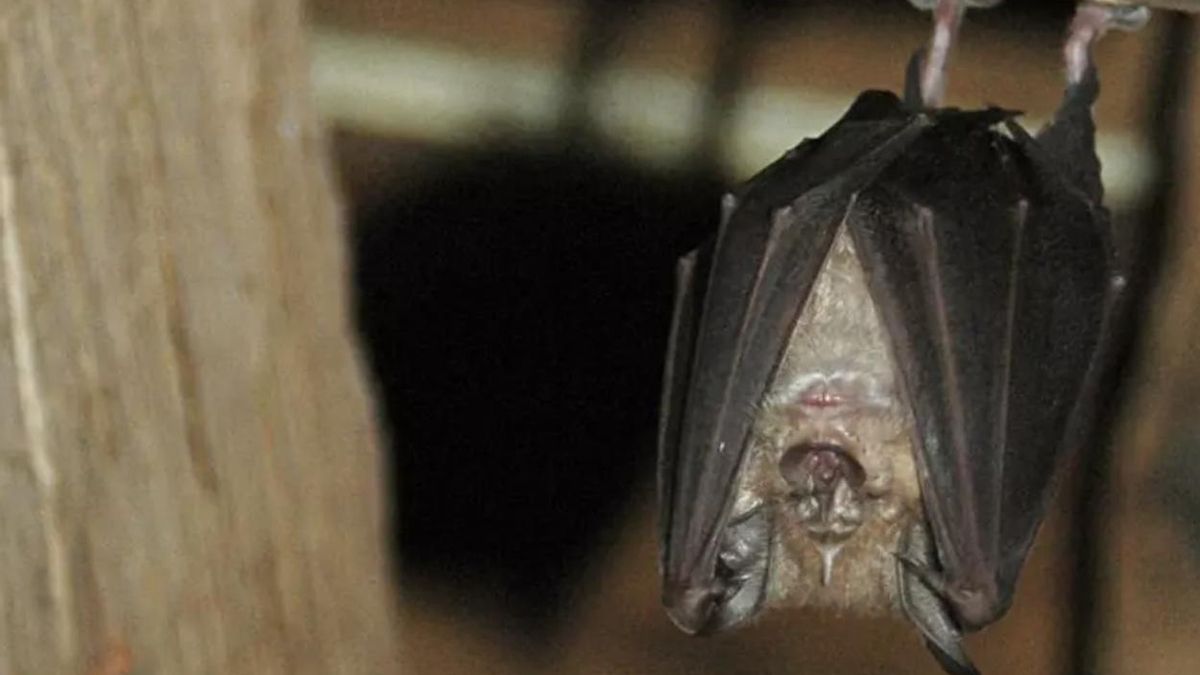 Imagen de archivo de un murciélago