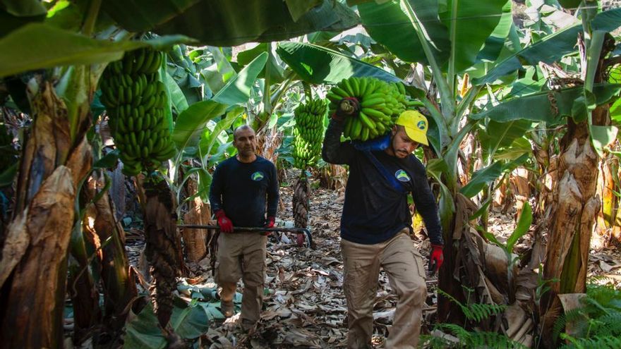 El sector del plátano alerta del peligro para Canarias si el Senado da vía libre a la importación de bananas
