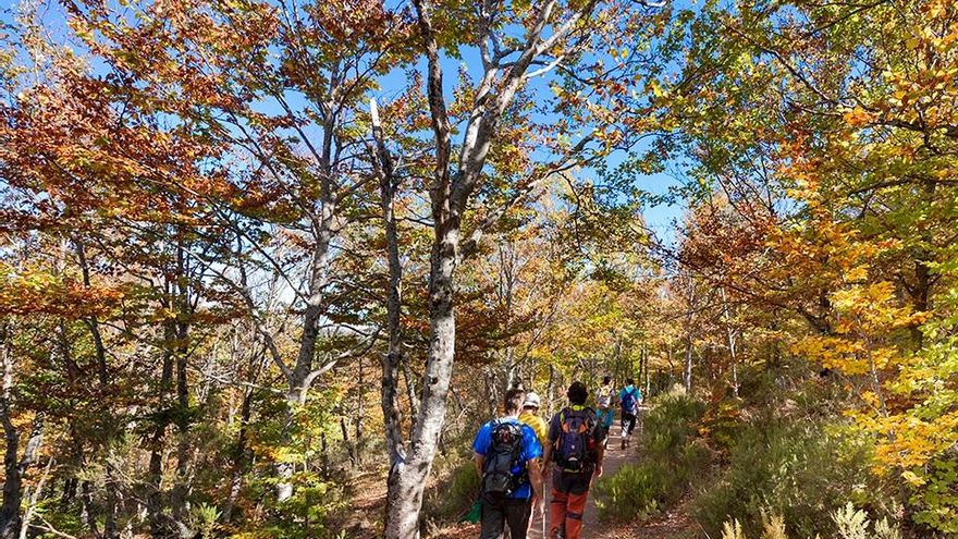Hayedo de Tejera Negra, en la Sierra Norte de Guadalajara