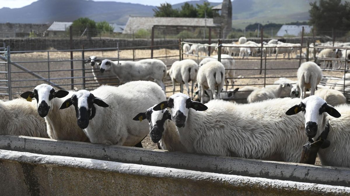 Paisaje del incendio en Chana de Somoza (León)