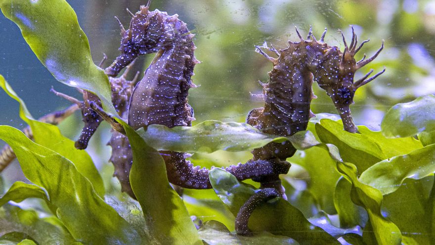 Por qué el caballito de mar está en peligro de extinción en el Mar Menor