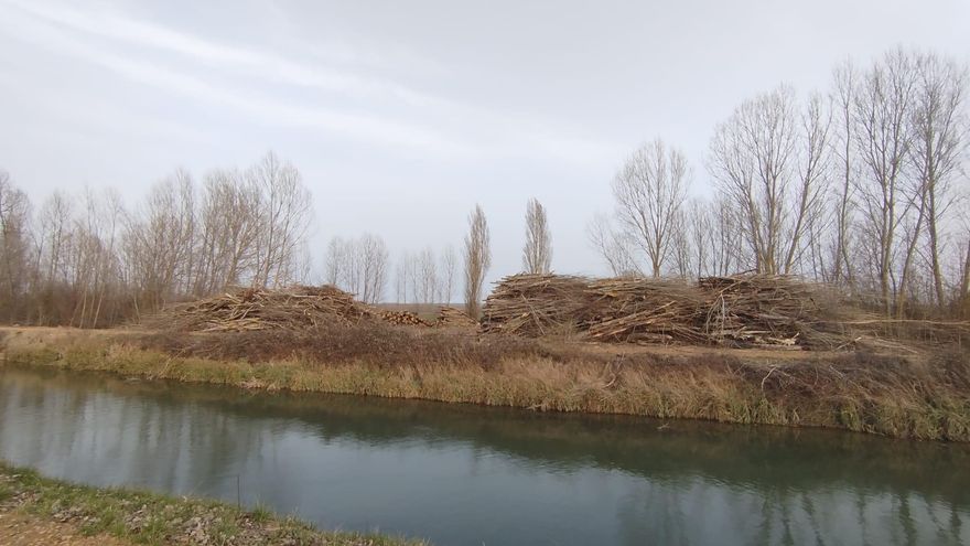 La Junta de Castilla y León y ecologistas exigen al Gobierno que paralice la tala de árboles en el Canal de Castilla