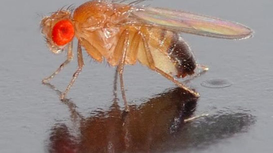 Investigadores españoles descubren que el ojo de una mosca utiliza ingeniería de última generación