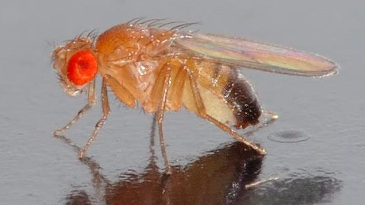 Investigadores españoles descubren que el ojo de una mosca utiliza ingeniería de última generación